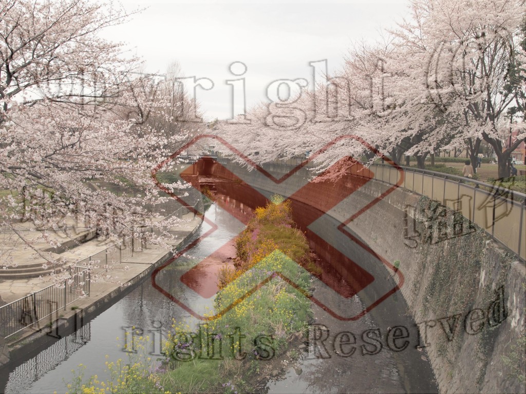 成城　桜③_1